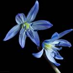 69 - Scilla siberica \"Spring Beauty\" (Cebulica syberyjska)