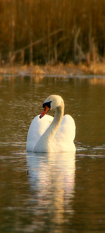 Łabędź I