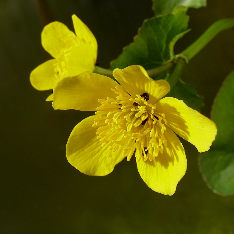 caltha palustris/knieć błotna