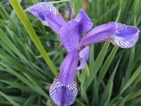 Iris sp.