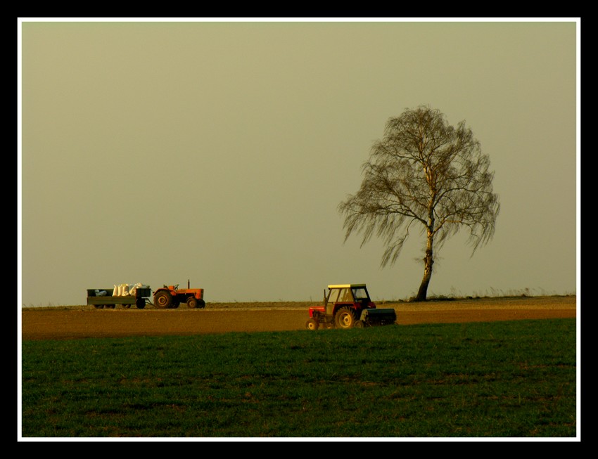 Pole pole łyse pole...