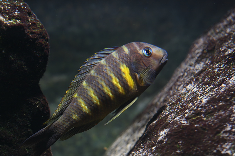 tropheus ulwille