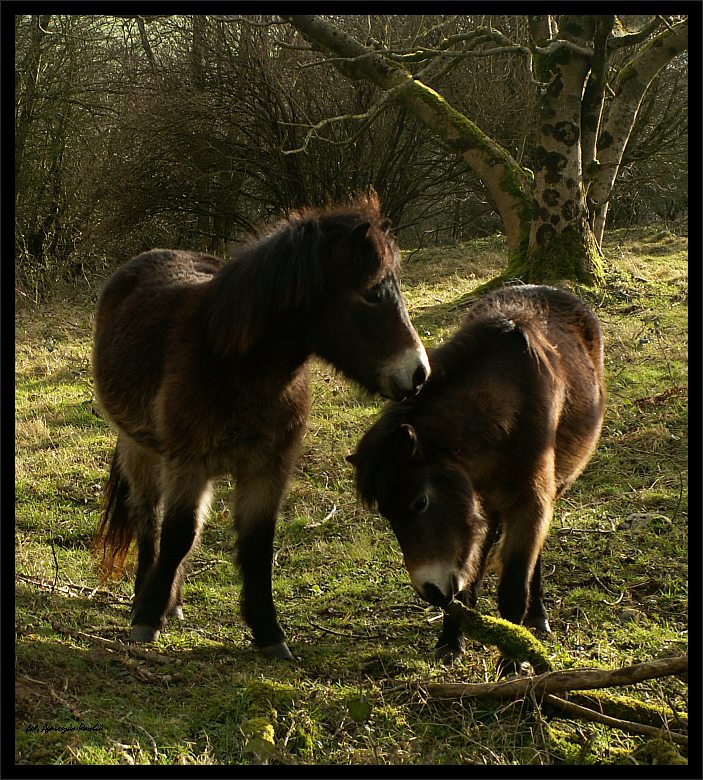 Kuce Exmoor