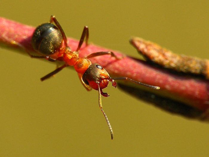 Formica rufa