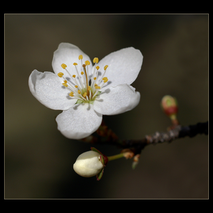 śnieżny