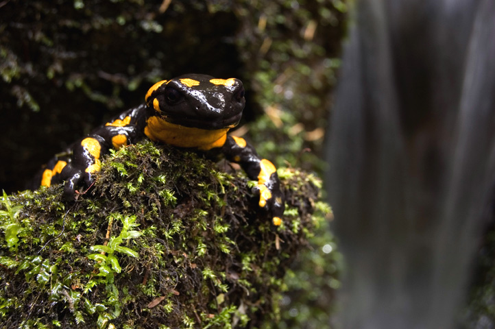 Salamandra