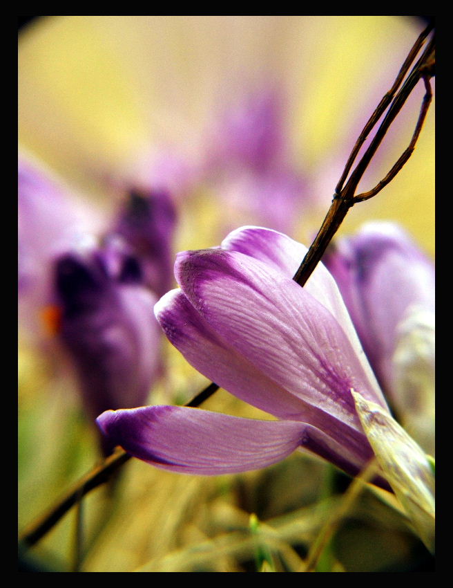 krokus-wiosna w Tatrach