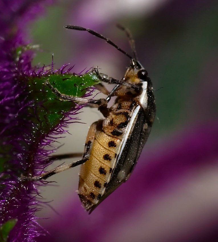 Pluskwiak różnoskrzydły (heteroptera)