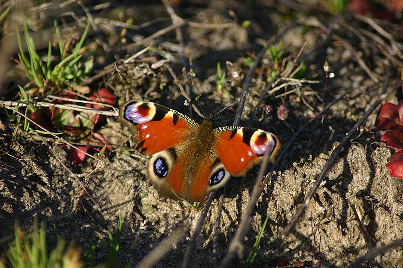 MIMIKRA CZYLI WIOSENNY BUTTERFLY