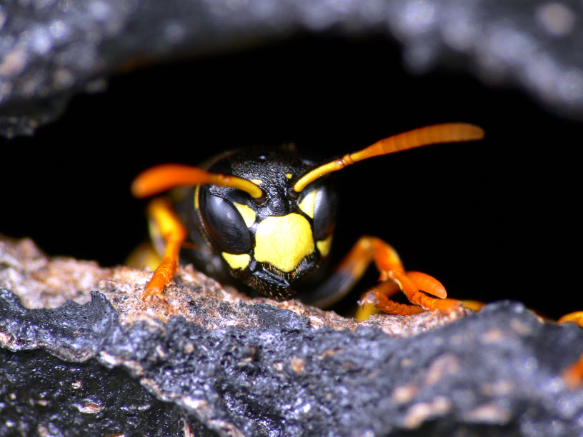 Klecanka \"Polistes gallicus\"