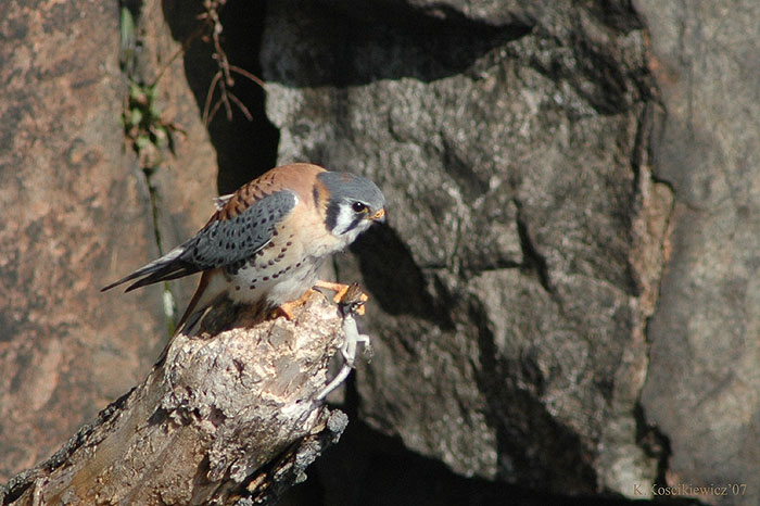 American Kestrel, Falco sparverius