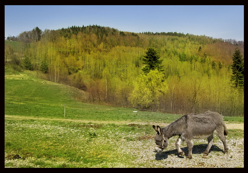 Osiołek