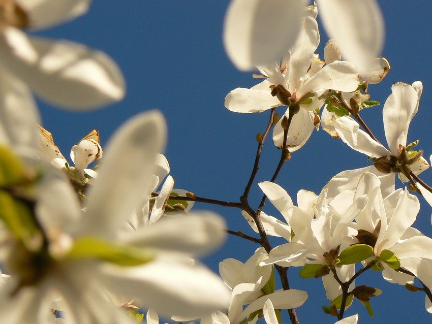 blue sky and white flowers