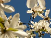 blue sky and white flowers