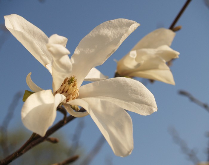 magnolia