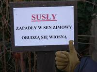 susły