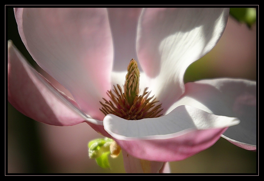 Magnolia...jeden z piękniejszych kwiatów...