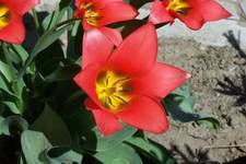 tulipanek
