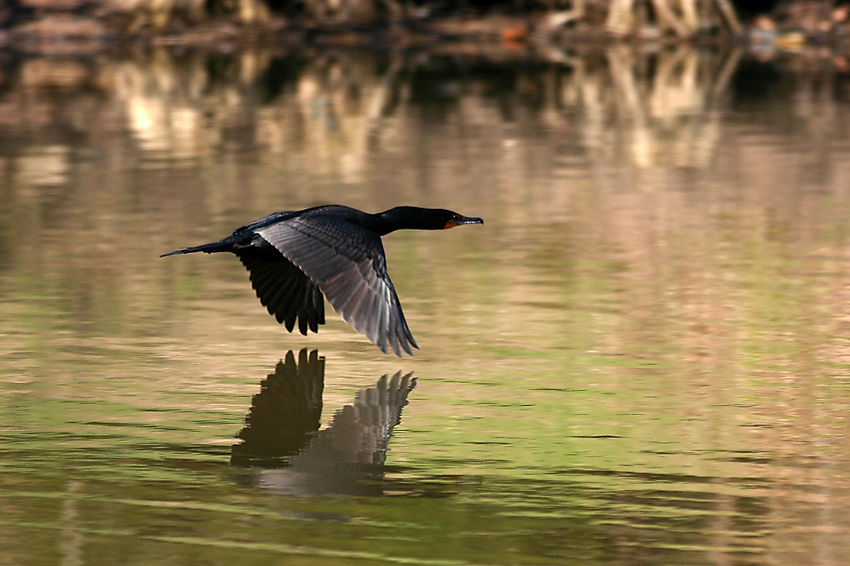 KORMORAN