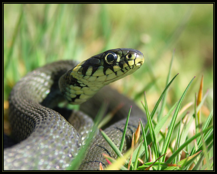 Zaskroniec zwyczajny (Natrix natrix)