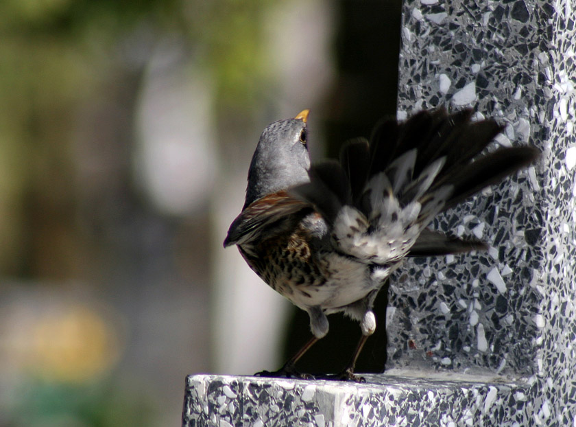 Kwiczoł (Turdus pilaris) - taniec godowy