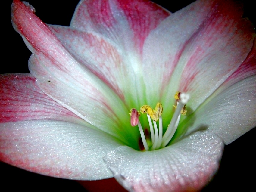 Amaryllis