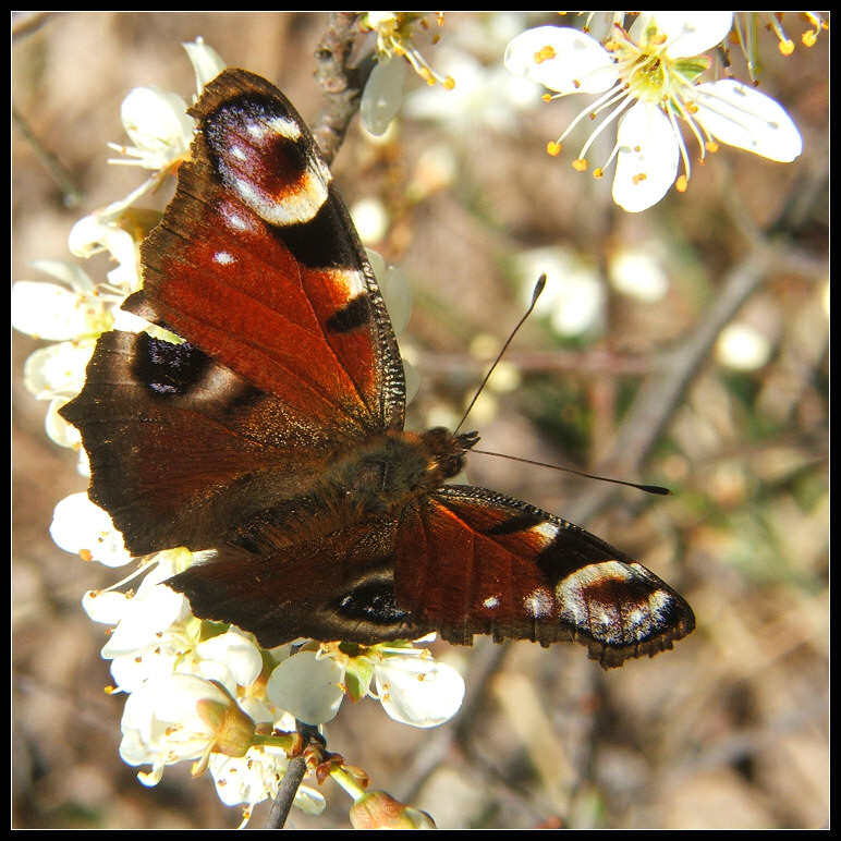 Motyl