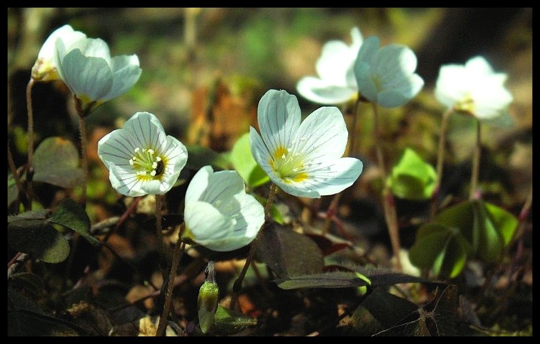 Oxalis