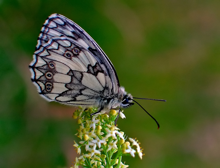 SZACHOWNICA GALATEA (Melanaargia galathea)