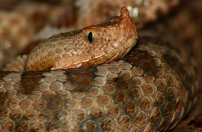 Vipera ammodytes