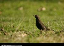 Black bird 2