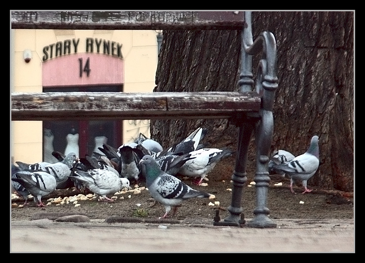 Stary rynek 14