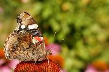 Rusałka admirał (Vanessa atalanta)