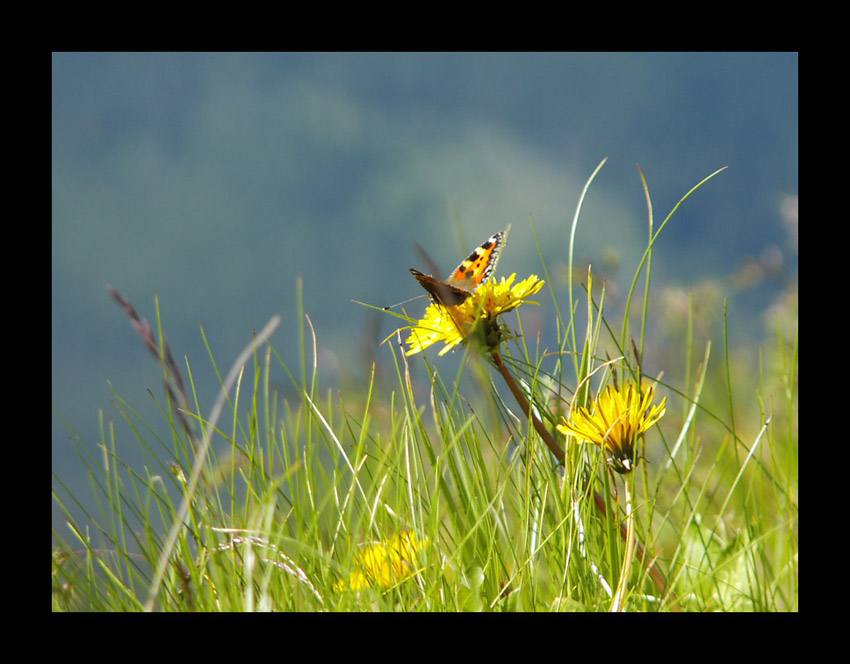 Motyl