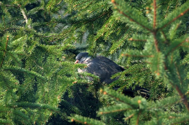 Gołąbek