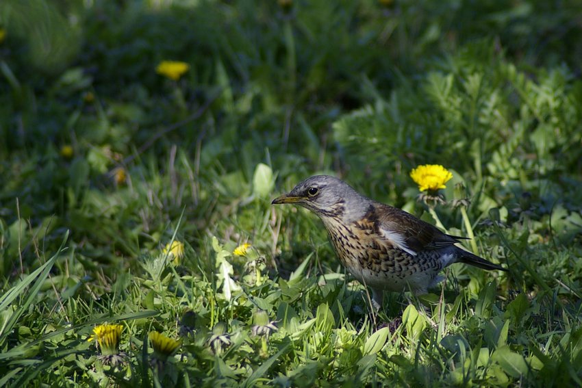 Turdus pilaris