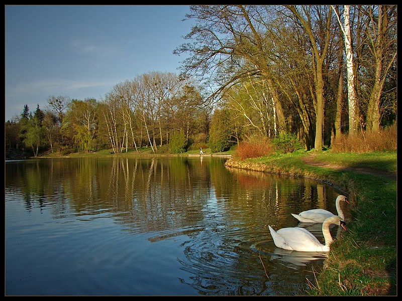 Jezioro łabędzie