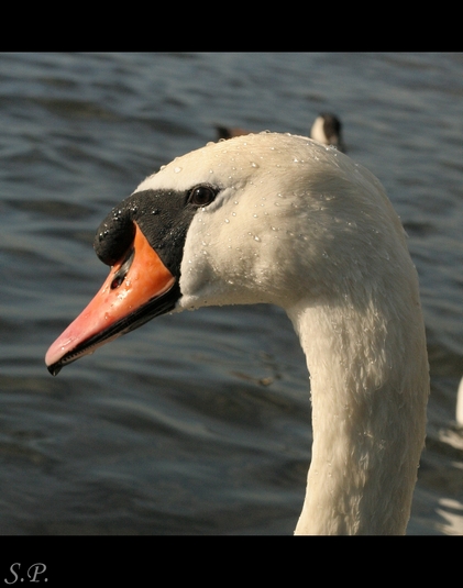 portret,bialy ptak