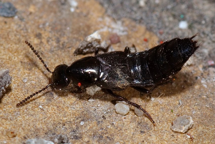 Kusak (Staphylinidae)