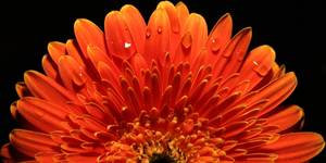 Gerbera