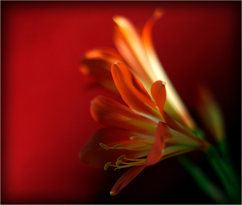 ...lady in red...