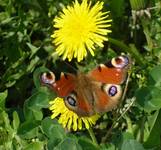 Motyl popołudniową porą.