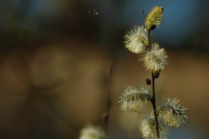 wiosenne makro