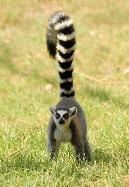 lemur