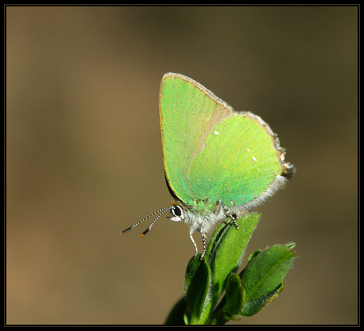 Zieleńczyk ostrężyniec (Callophrys rubi)