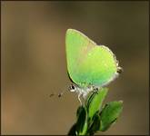 Zieleńczyk ostrężyniec (Callophrys rubi)