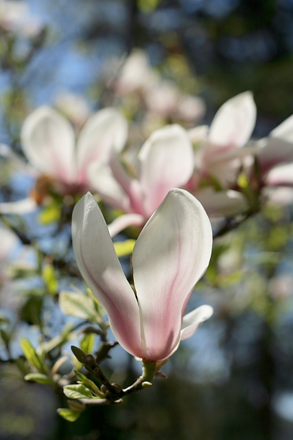 magnolia