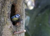 SIKORA MODRA (PARUS CAERULEUS L.)