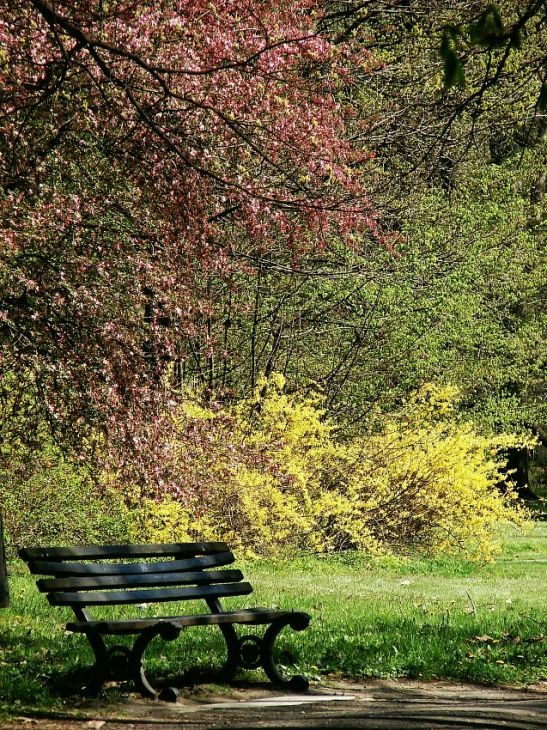 Pszczyna park