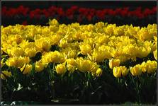 Tulipany